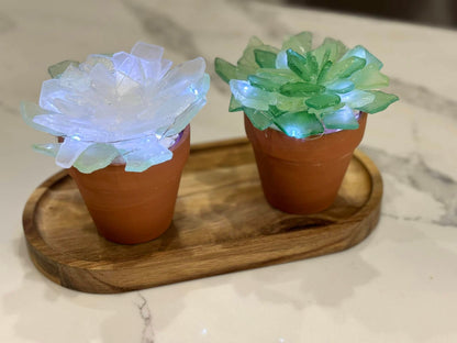 Sea Glass Succulents Workshop