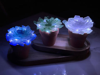 Sea Glass Succulents - Take Home Kit
