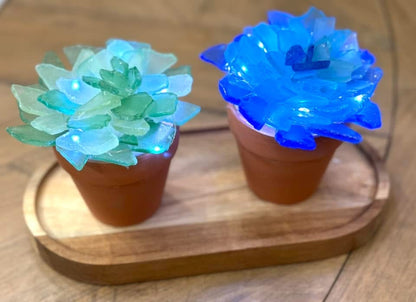 Sea Glass Succulents Workshop