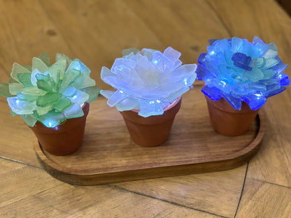 Sea Glass Succulents Workshop