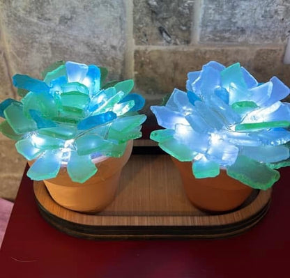 08/23/2026 Sea Glass Tree & Succulent Workshop in Castro Valley