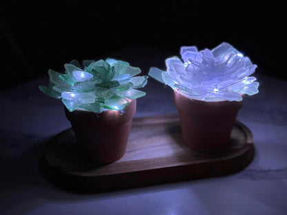 Sea Glass Succulents Workshop