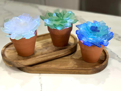 Sea Glass Succulents Workshop